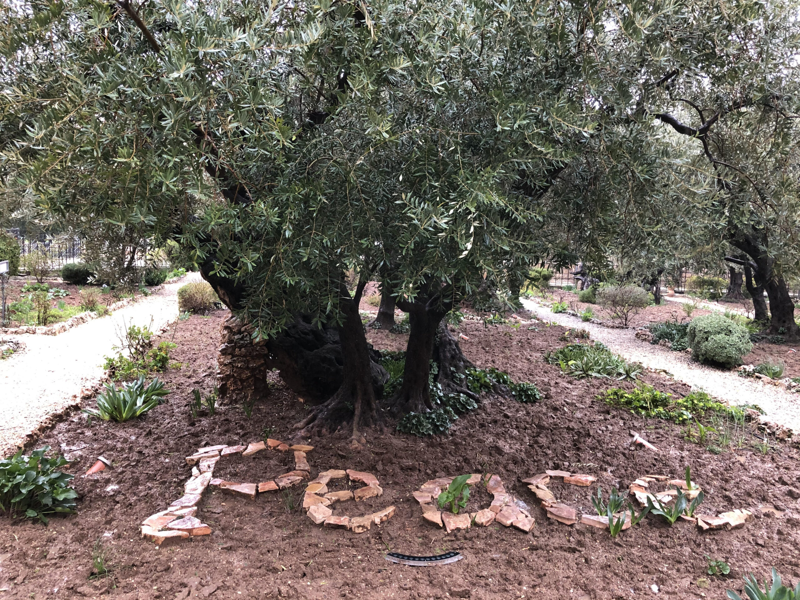 One of the ancient olive trees in the Garden of Gethsemane